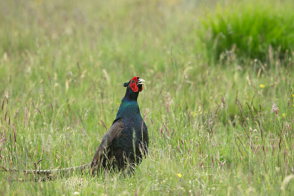 Fasan (Phasianus colchicus)