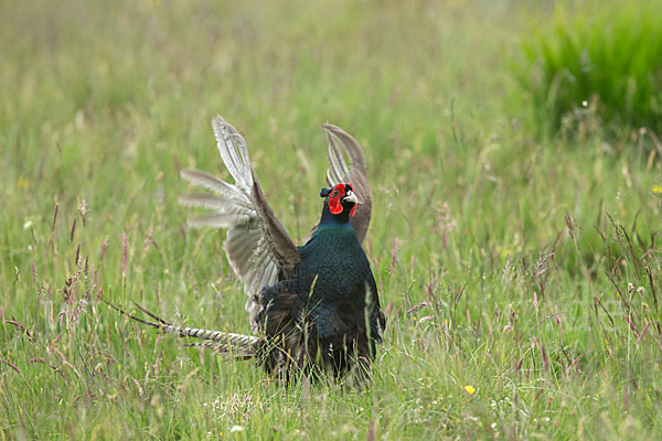 Fasan (Phasianus colchicus)