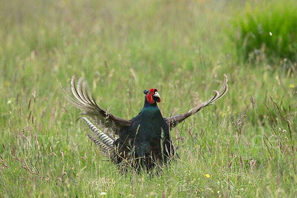 Fasan (Phasianus colchicus)