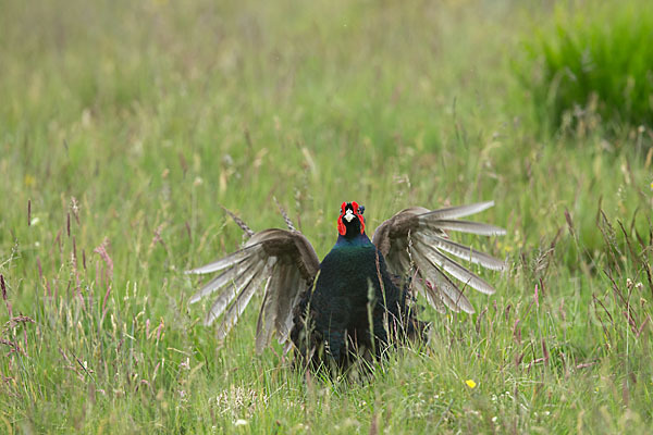 Fasan (Phasianus colchicus)