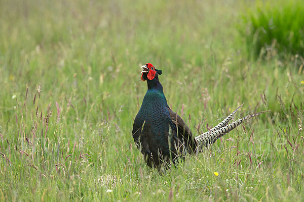 Fasan (Phasianus colchicus)