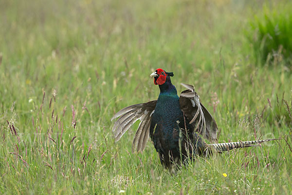 Fasan (Phasianus colchicus)