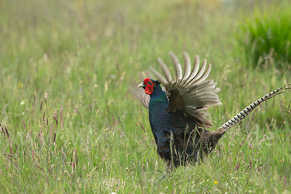 Fasan (Phasianus colchicus)