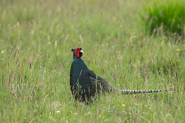 Fasan (Phasianus colchicus)