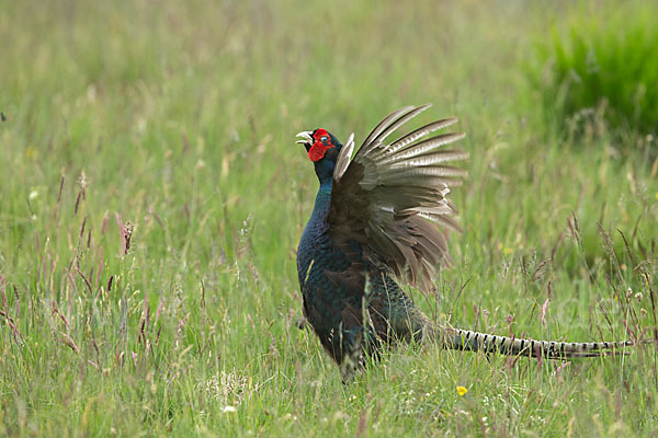 Fasan (Phasianus colchicus)