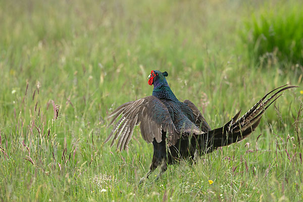 Fasan (Phasianus colchicus)