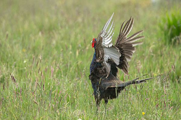 Fasan (Phasianus colchicus)