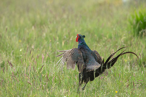 Fasan (Phasianus colchicus)