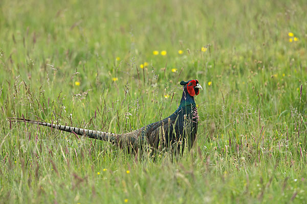 Fasan (Phasianus colchicus)