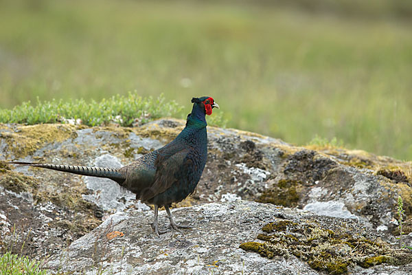 Fasan (Phasianus colchicus)