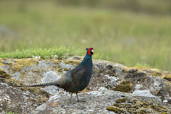 Fasan (Phasianus colchicus)