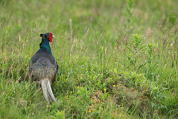 Fasan (Phasianus colchicus)