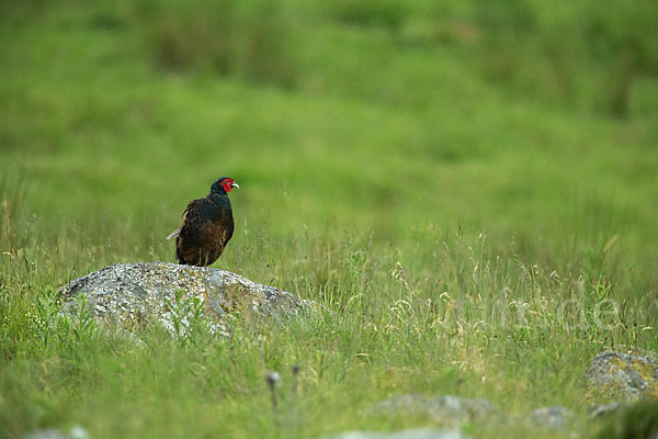 Fasan (Phasianus colchicus)