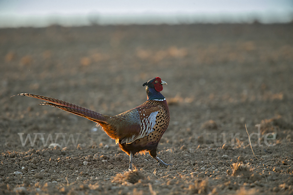 Fasan (Phasianus colchicus)