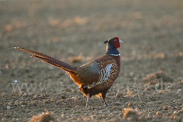 Fasan (Phasianus colchicus)