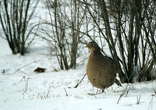 Fasan (Phasianus colchicus)