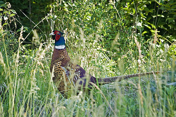 Fasan (Phasianus colchicus)