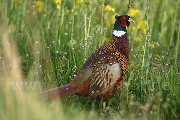 Fasan (Phasianus colchicus)