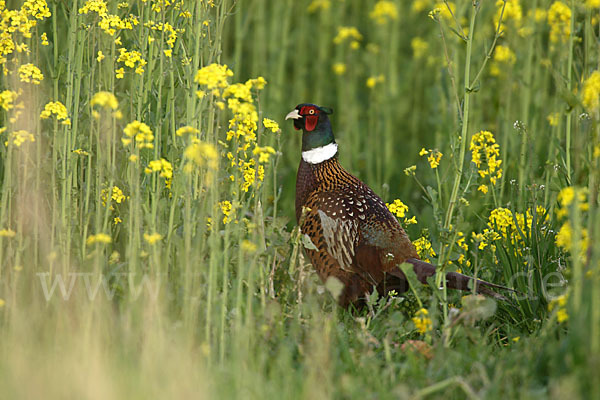 Fasan (Phasianus colchicus)