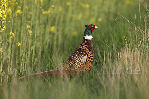 Fasan (Phasianus colchicus)