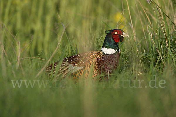 Fasan (Phasianus colchicus)