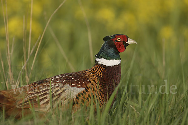 Fasan (Phasianus colchicus)