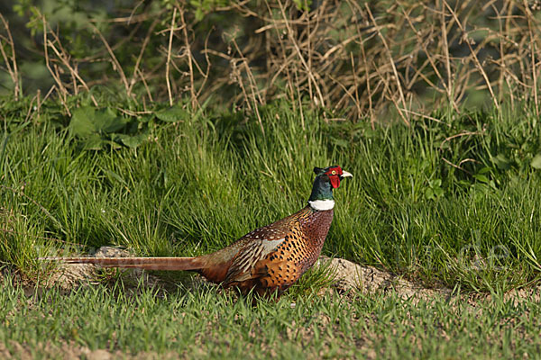 Fasan (Phasianus colchicus)