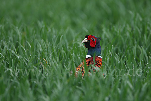 Fasan (Phasianus colchicus)