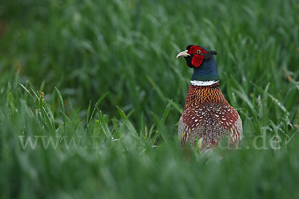 Fasan (Phasianus colchicus)