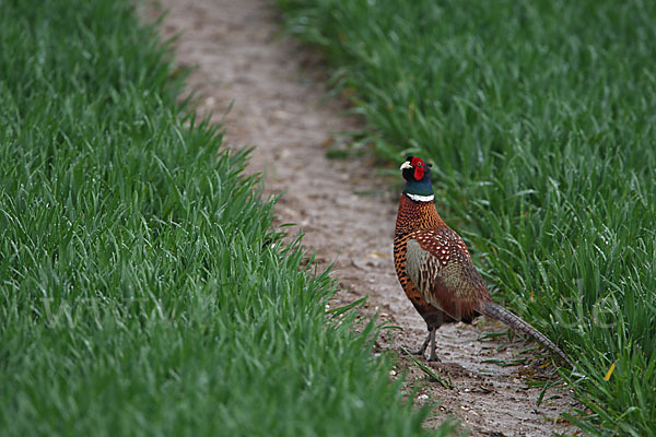 Fasan (Phasianus colchicus)