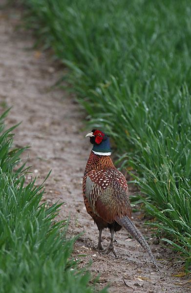 Fasan (Phasianus colchicus)