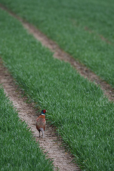 Fasan (Phasianus colchicus)