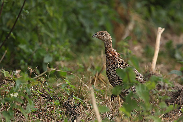 Fasan (Phasianus colchicus)