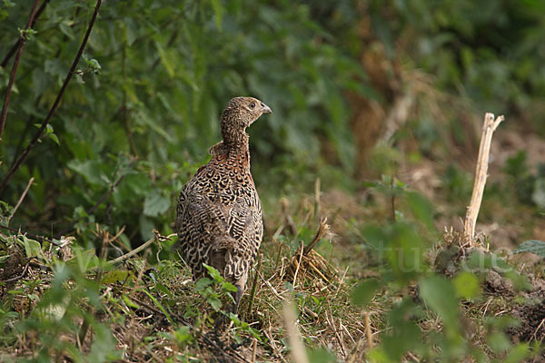 Fasan (Phasianus colchicus)