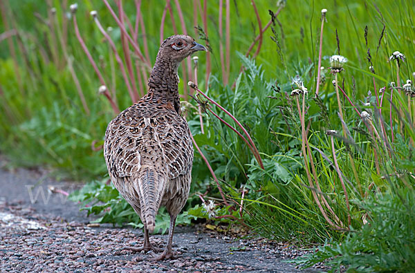 Fasan (Phasianus colchicus)