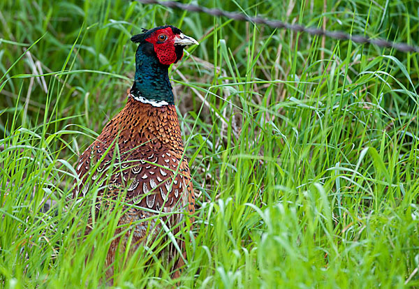 Fasan (Phasianus colchicus)