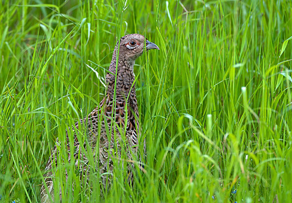 Fasan (Phasianus colchicus)