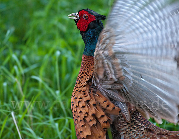 Fasan (Phasianus colchicus)