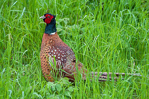 Fasan (Phasianus colchicus)