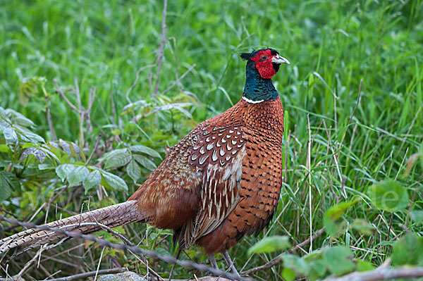 Fasan (Phasianus colchicus)