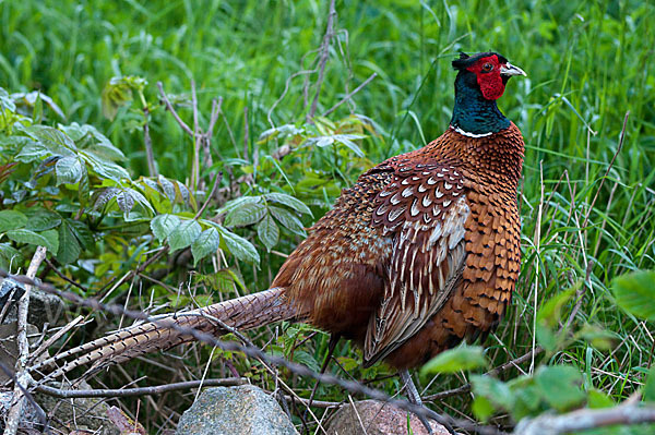 Fasan (Phasianus colchicus)