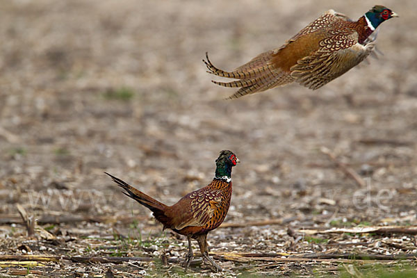 Fasan (Phasianus colchicus)