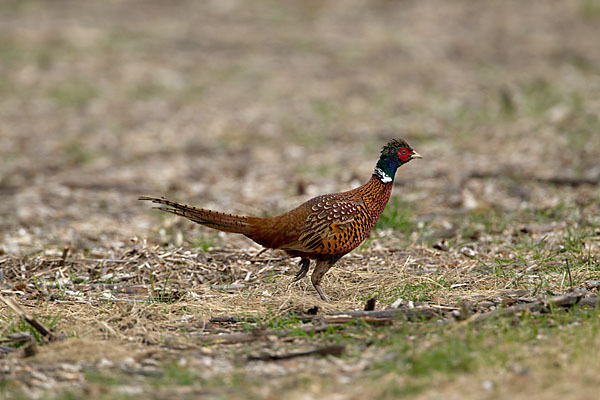 Fasan (Phasianus colchicus)