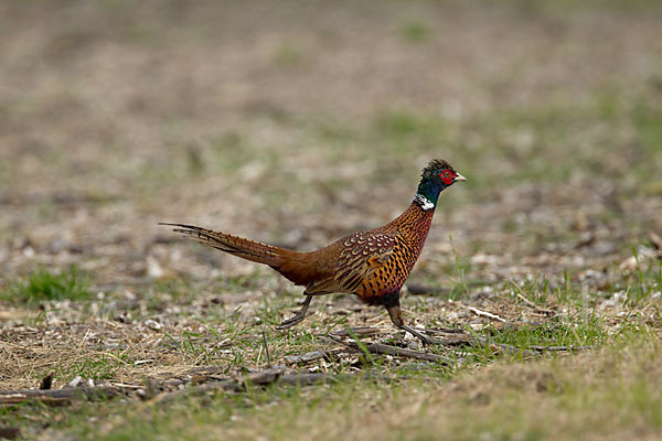 Fasan (Phasianus colchicus)