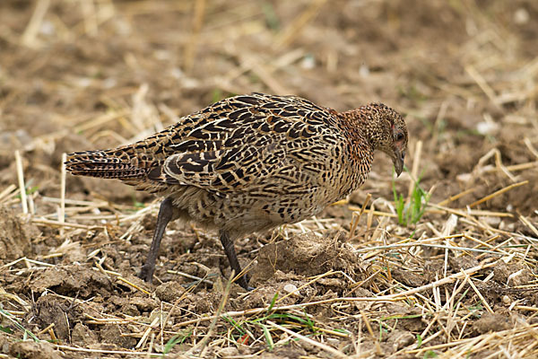 Fasan (Phasianus colchicus)