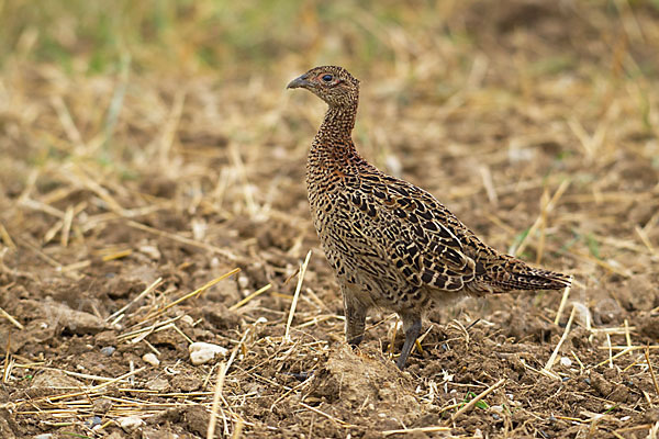 Fasan (Phasianus colchicus)