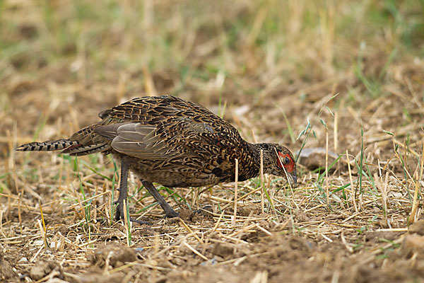 Fasan (Phasianus colchicus)