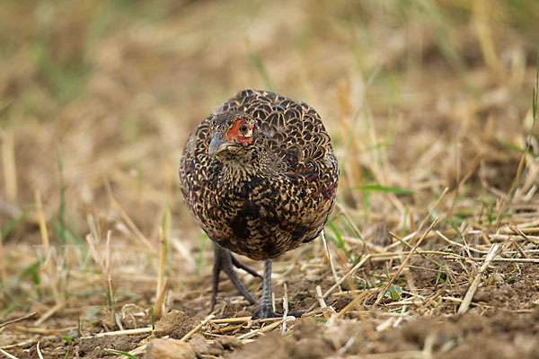 Fasan (Phasianus colchicus)