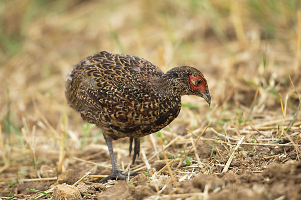 Fasan (Phasianus colchicus)