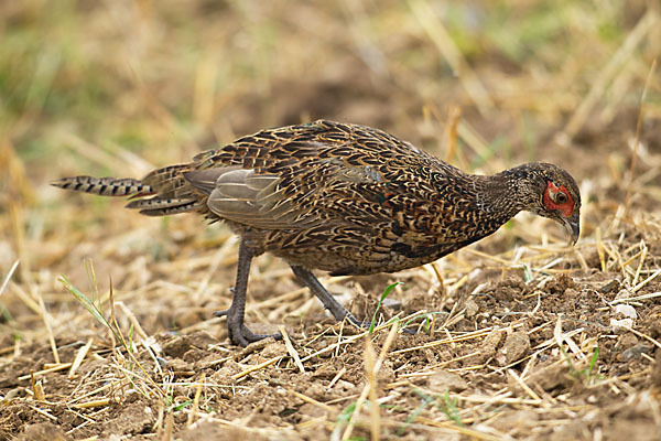 Fasan (Phasianus colchicus)